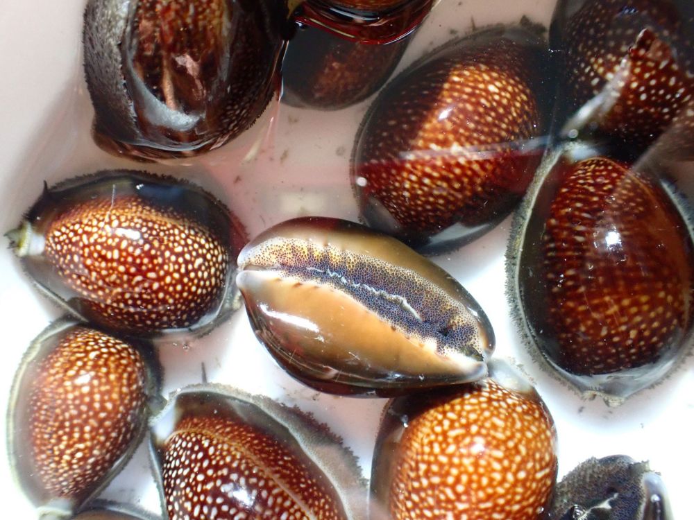 El Caracol Pure (Monetaria caputdraconis) es una de las especies a secuenciar. 